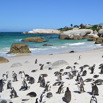 Pinguins Cape Town