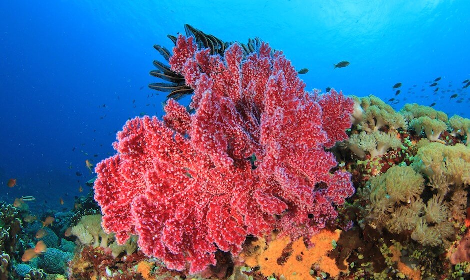 Coral reef Mauritius