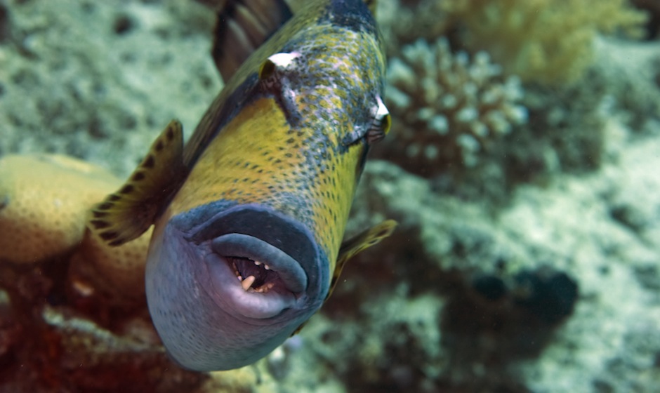Titan triggerfish - diving in Mauritius