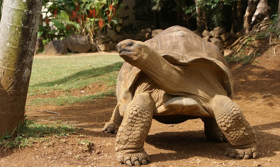 giant tortoise - mauritius