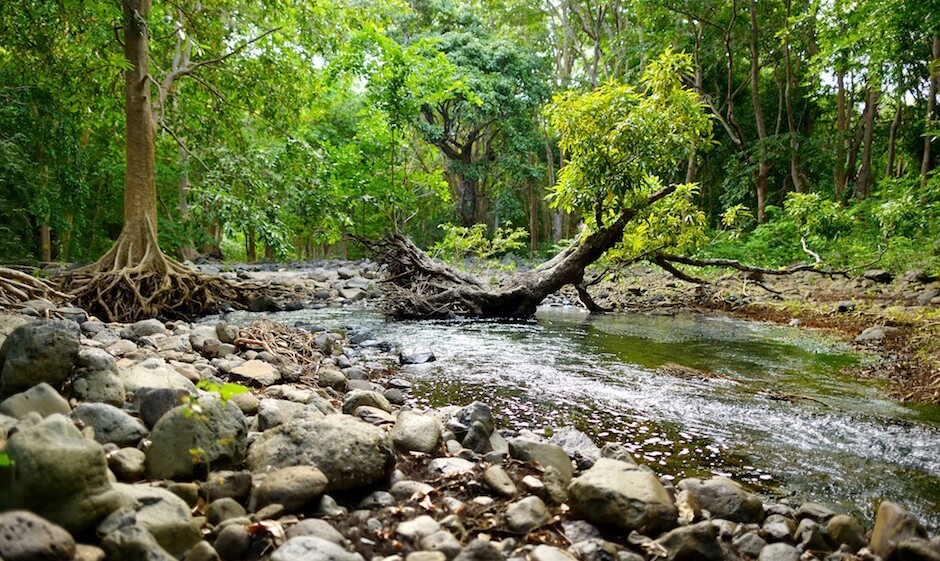 Bras d'eau forest - Mauritius