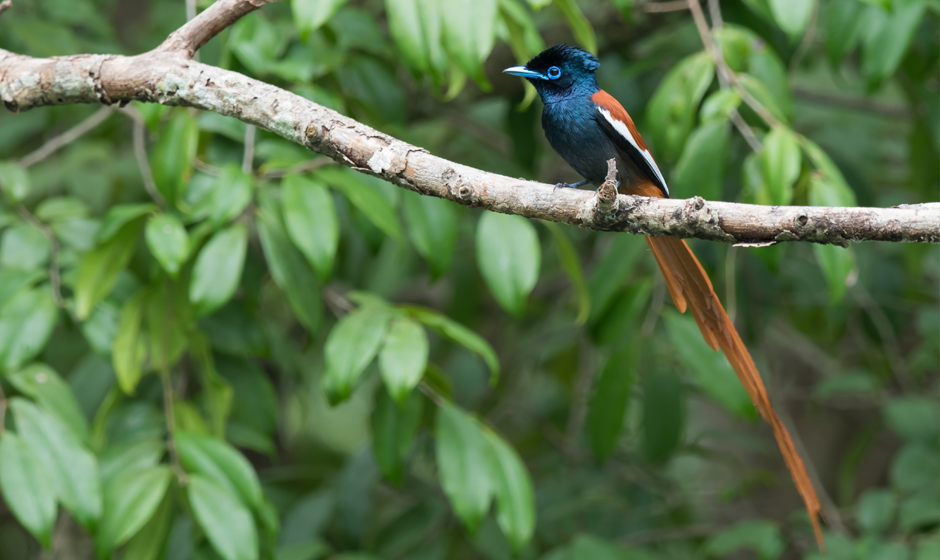 male paradise fly catcher