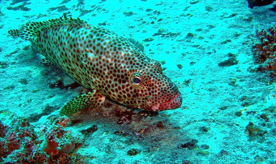 Greasy Grouper in the warm waters of Mauritius