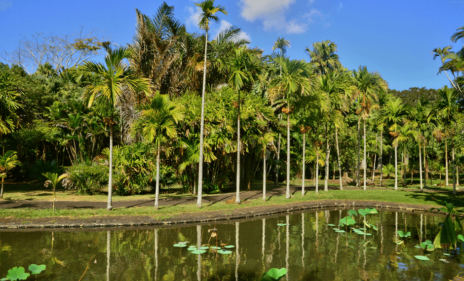 Pamplemousses Botanical Garden - one of the stunning sights of Mauritius