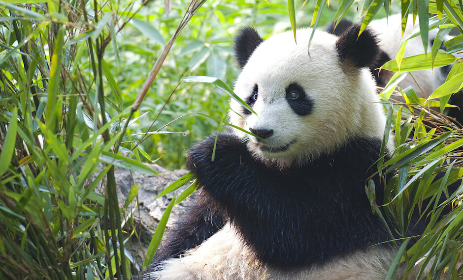 Meet the Giant Panda with new flights to China