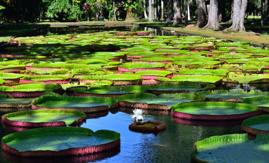 Families can enjoy the giant lilies found in Mauritius' Botanical Garden.