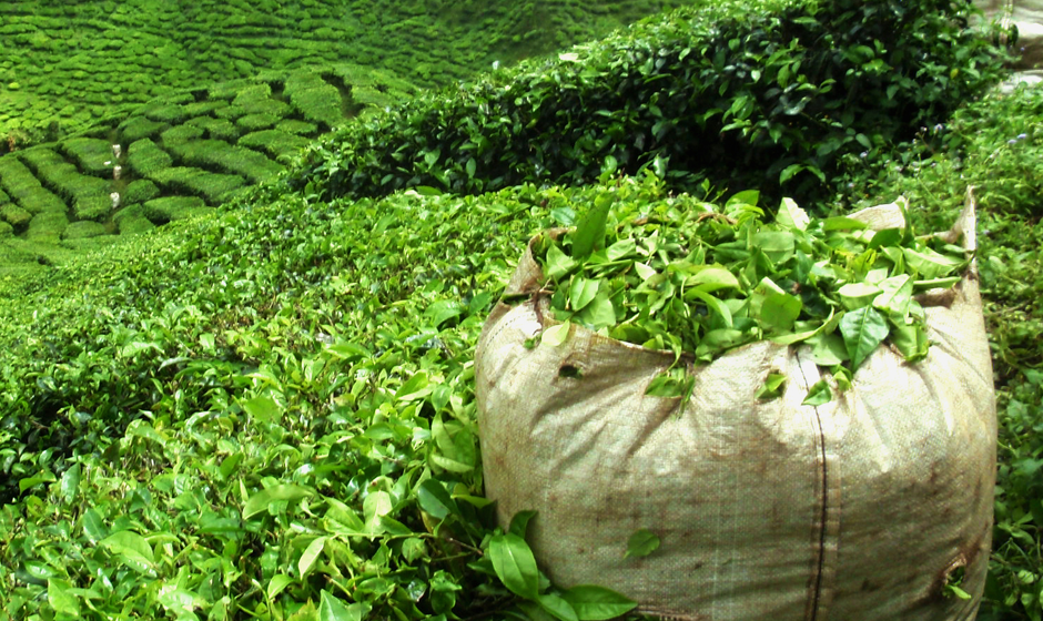 Mauritius and the story of tea