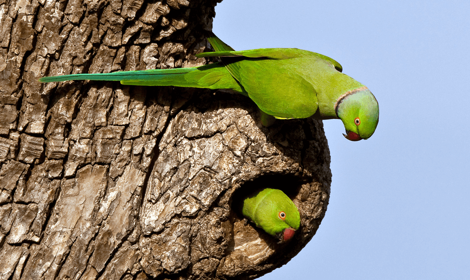 Save the parakeet