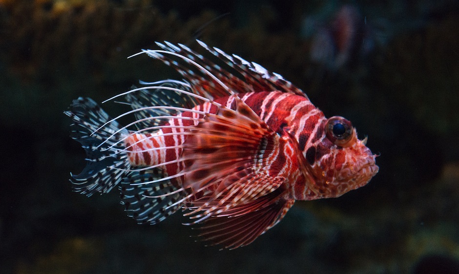 Lionfish - diving in Mauritius