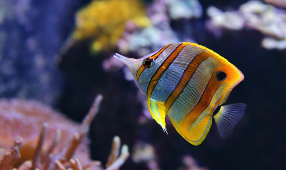 fish coral reef - mauritius