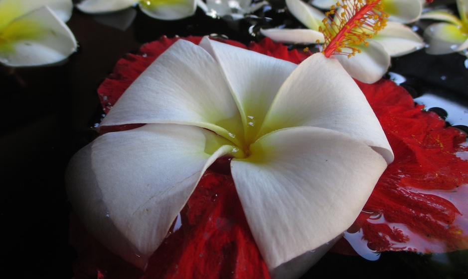 Flower Mauritius