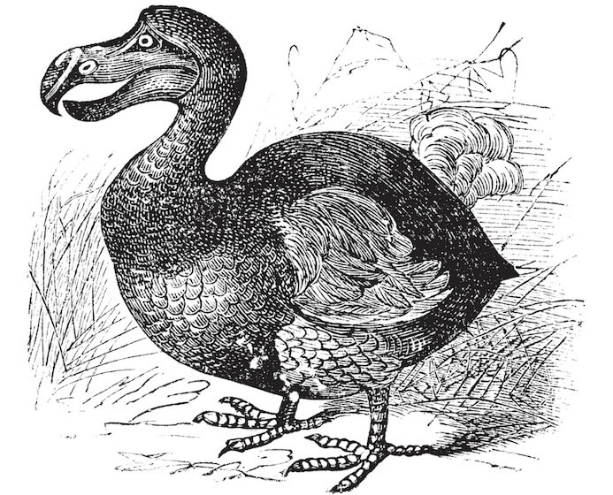 dodo drawing