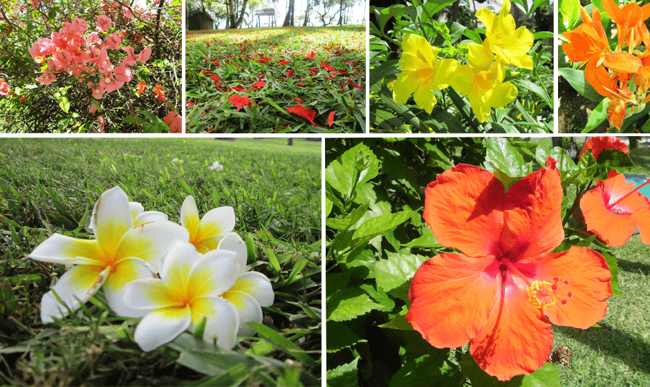 flowers_mauritius