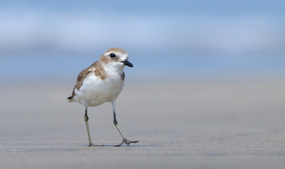 Greater Sand Plovers
