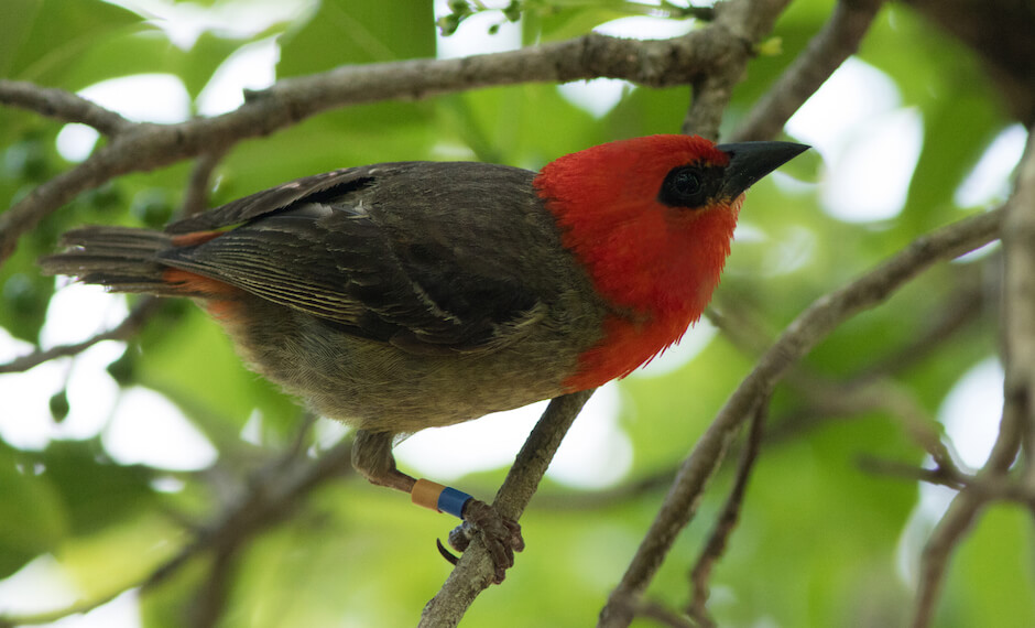 Conservation on Mauritius : The Mauritian Fody