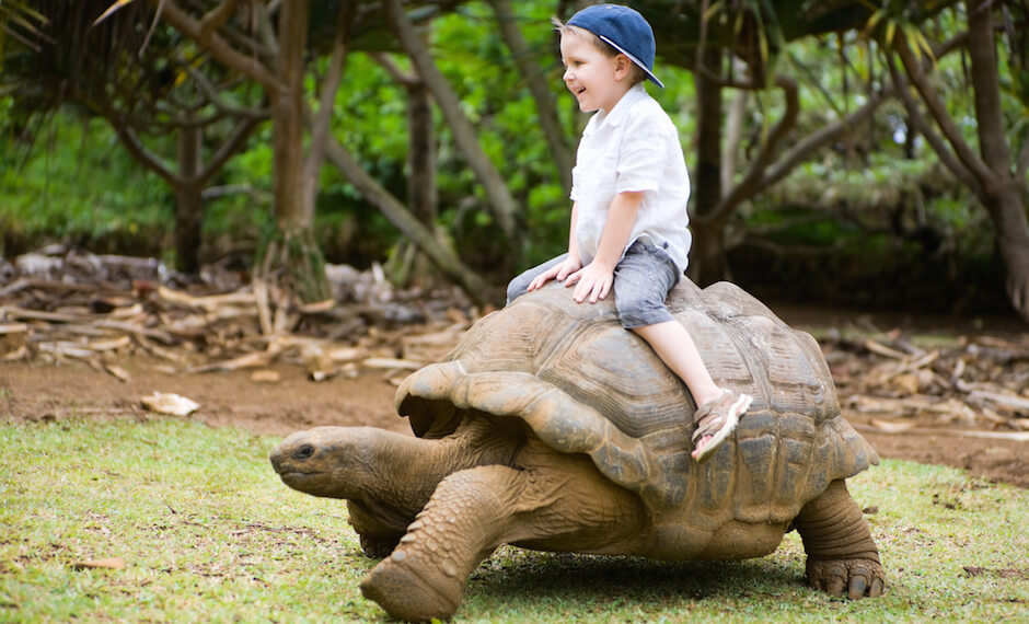 Mauritius' Giant Tortoises are a huge attraction with families
