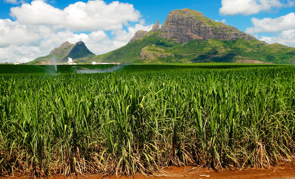 Mauritius is a vibrant island which is an ideal destination for green tourism