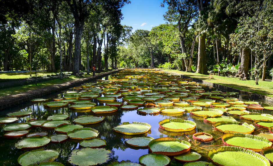 Instagram Heaven at Mauritius' Botanical Garden