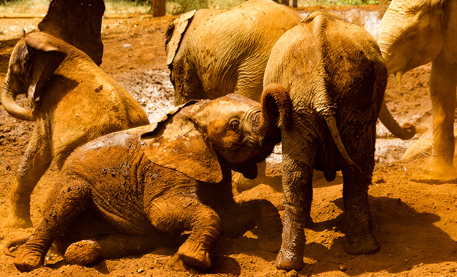 Elephant orphanage in Nairobi by Alex Mercado
