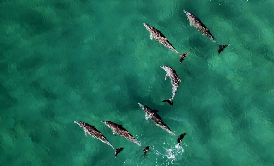 Dolphins_Mauritius